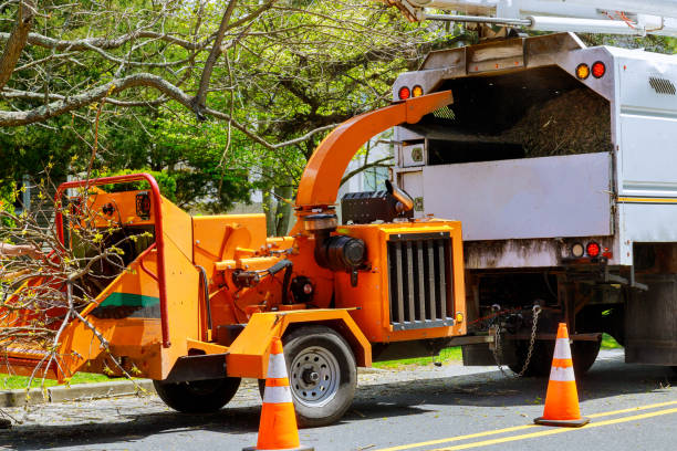 How Our Tree Care Process Works  in Clintwood, VA