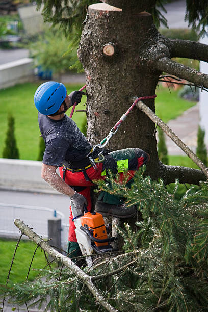 Best Storm Damage Tree Cleanup  in Clintwood, VA