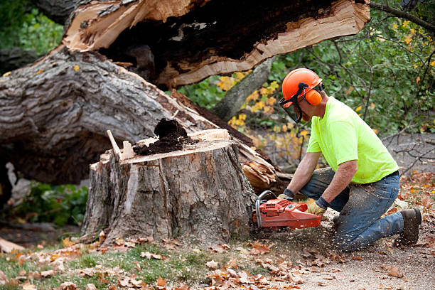 Best Leaf Removal  in Clintwood, VA